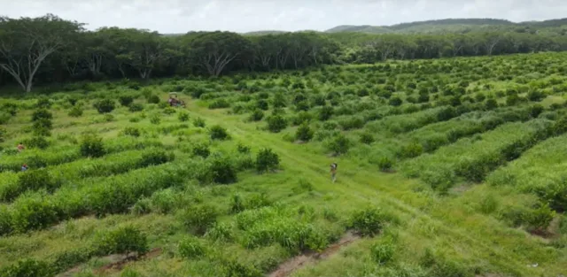 ONYX Fazenda em Santa Catarina: área verde e paisagem (projeto)